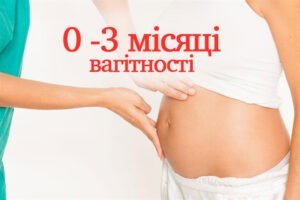 0-3 місяці вагітності 1